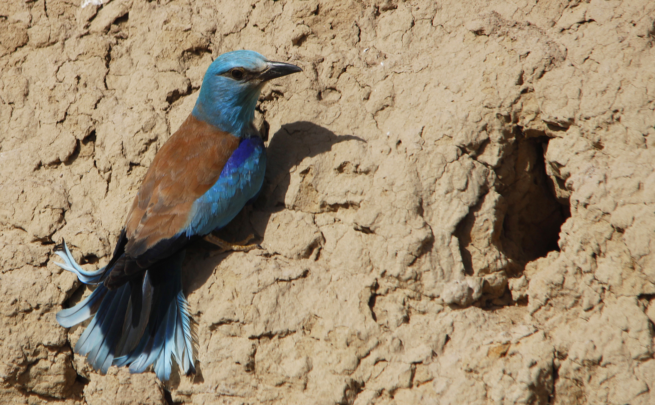 European Roller